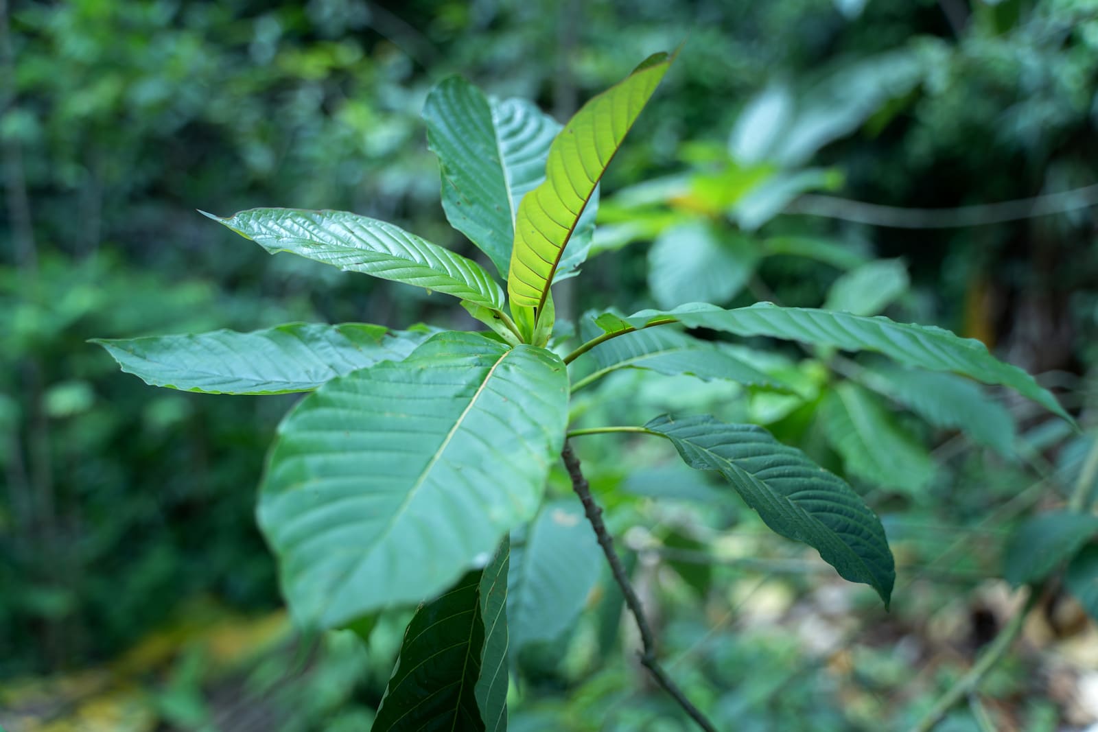 The Best Kratom Products Online for Herbal Supplement Enthusiasts