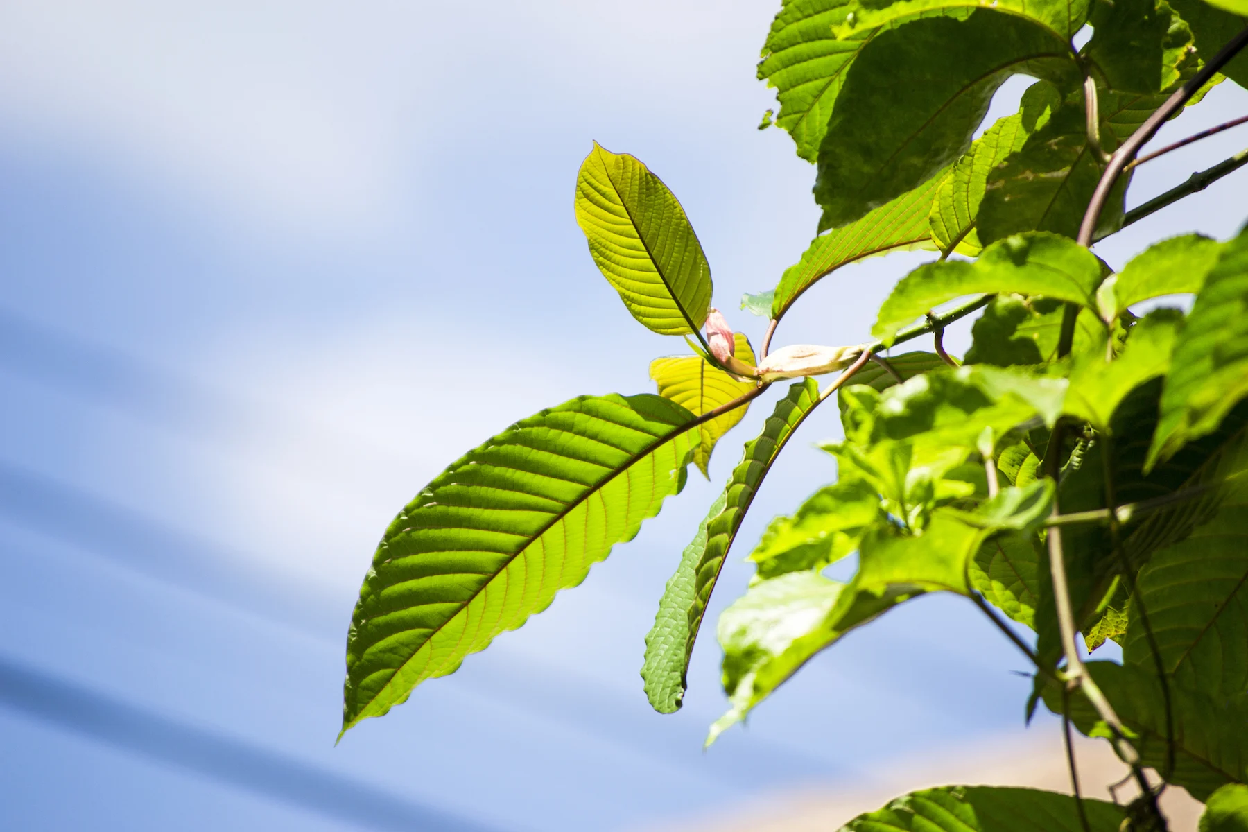 What Are the Different Methods of Consuming Strong Kratom Extracts?