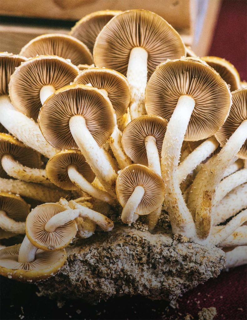 magic mushrooms oregon