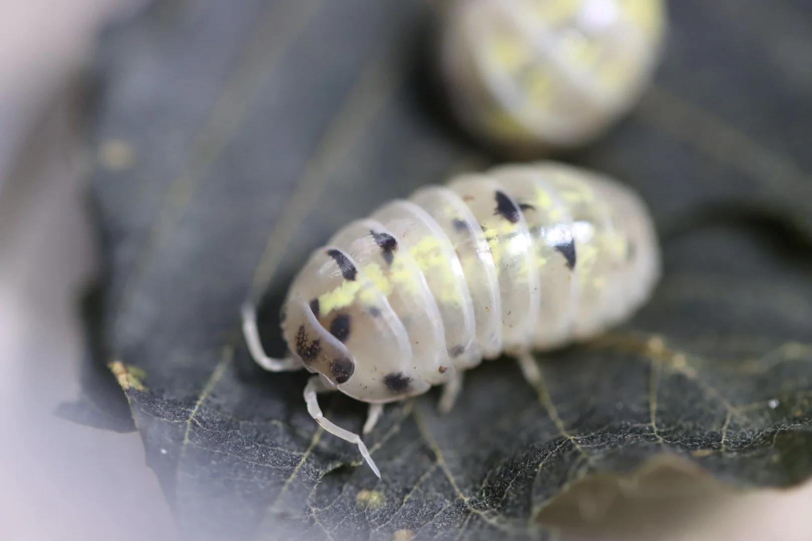 Tuning Temperature Cycles for Great Isopod Health: Thermal and Tiny Treads